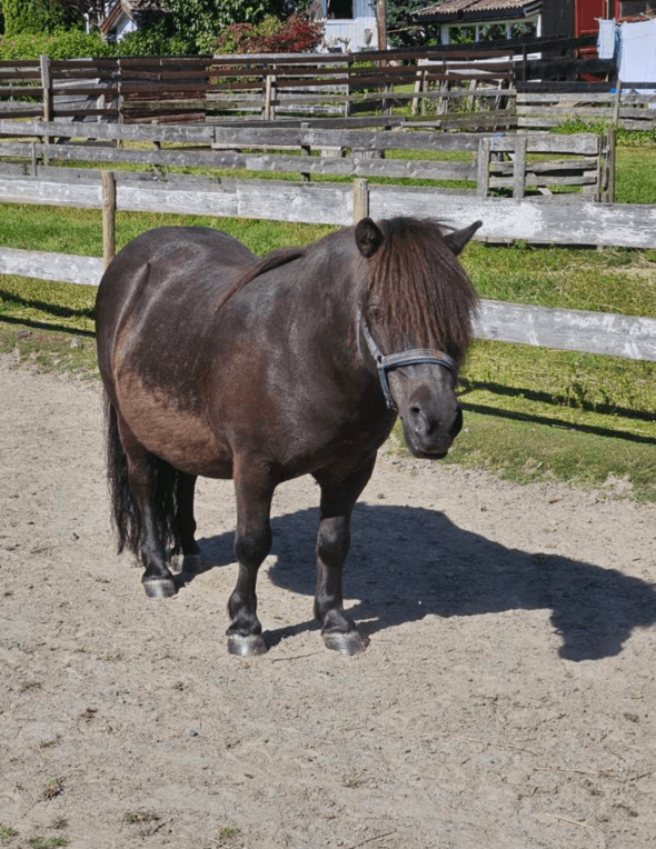 Brun ponni ved gjerdet