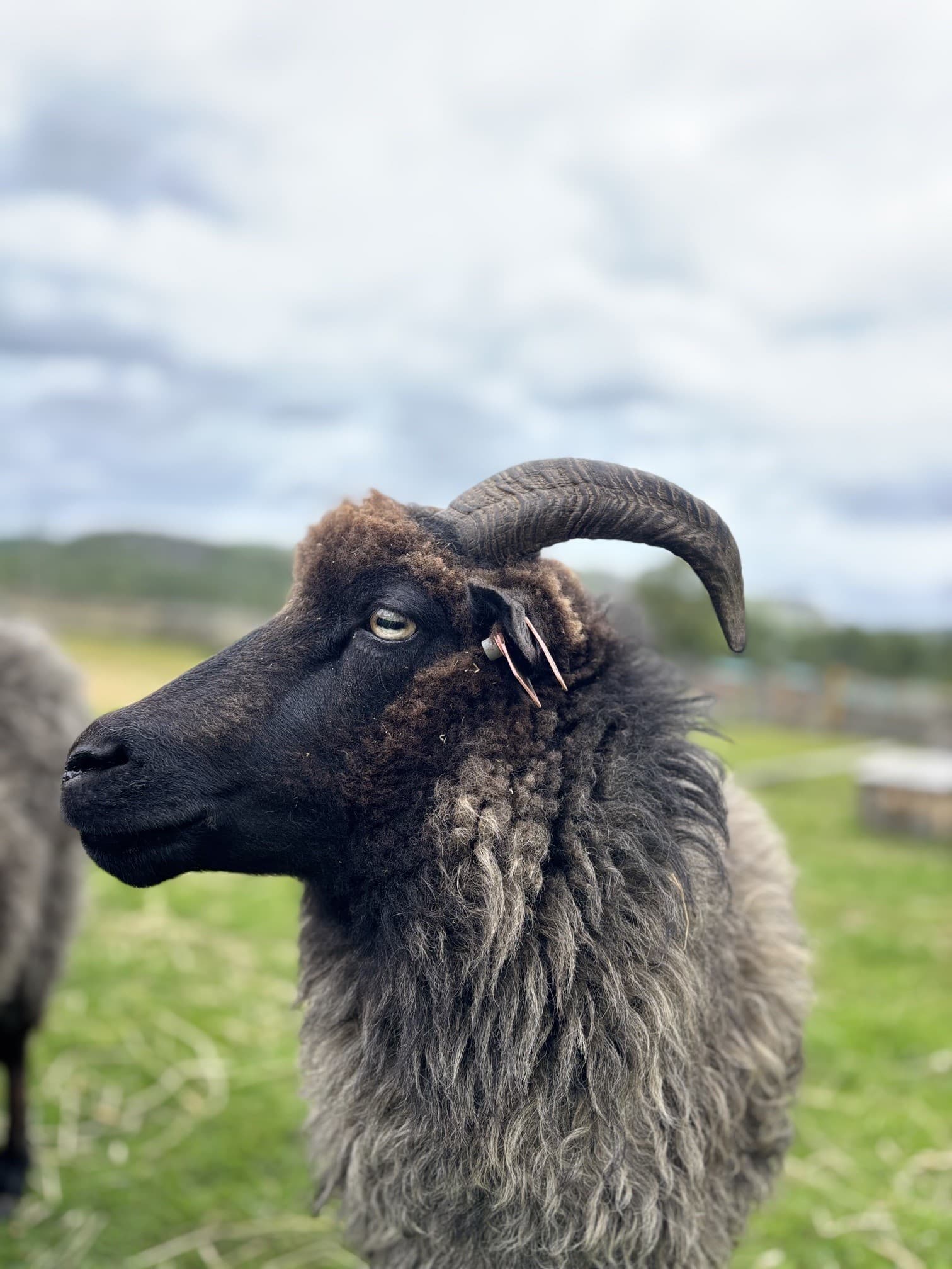 Vær med staselige horn
