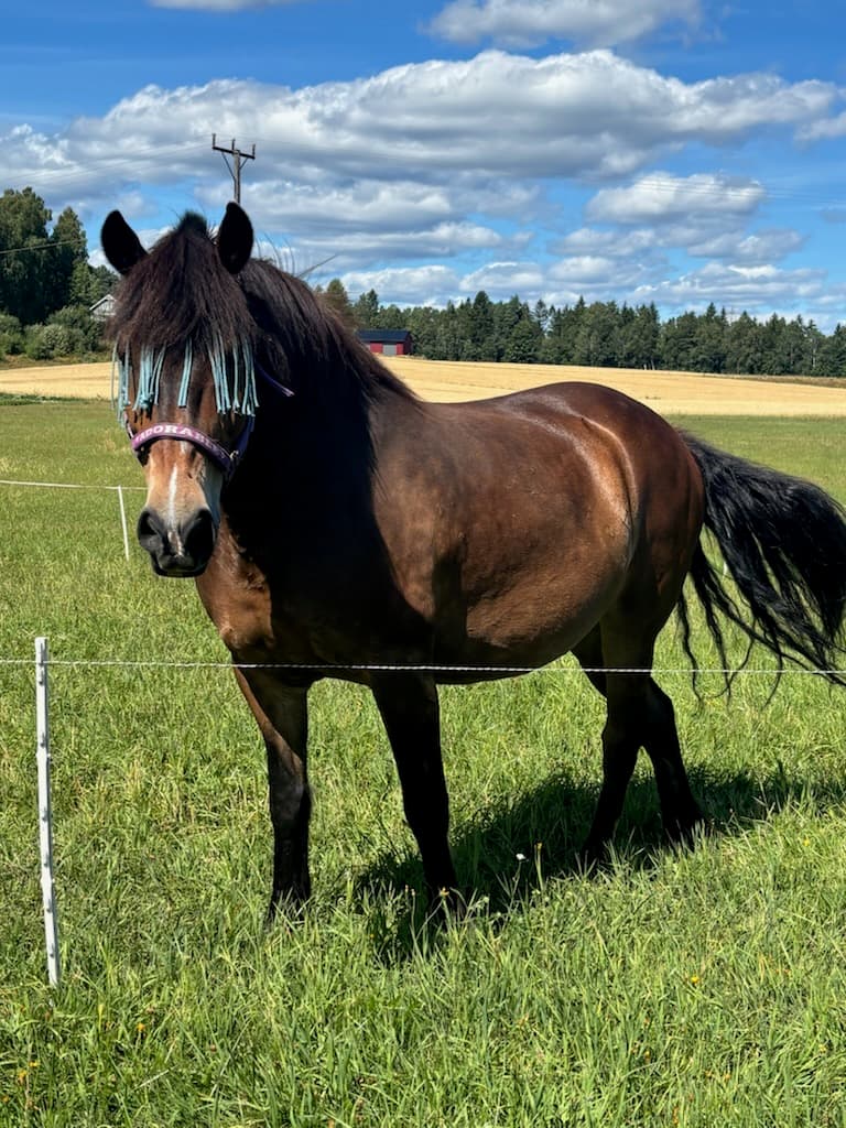 Hest med blå grime